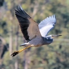 Egretta novaehollandiae (White-faced Heron) at Thurgoona, NSW - 5 May 2024 by KylieWaldon