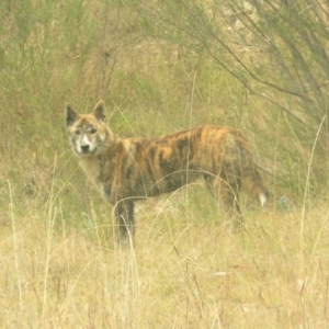 Canis lupus at Tidbinbilla Nature Reserve - 5 May 2024