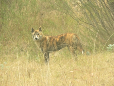Canis lupus (Dingo / Wild Dog) at Tidbinbilla Nature Reserve - 5 May 2024 by KumikoCallaway