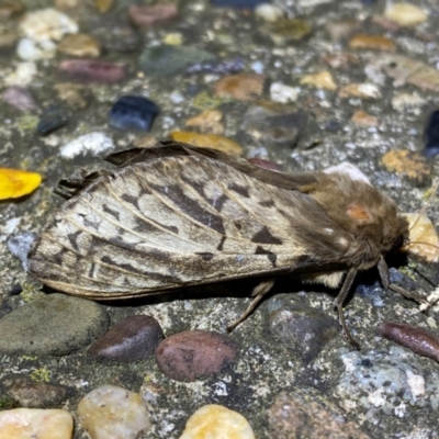 Oxycanus (genus) at Jerrabomberra, NSW - 5 May 2024 by SteveBorkowskis