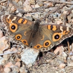 Junonia villida (Meadow Argus) at Albury - 5 May 2024 by KylieWaldon