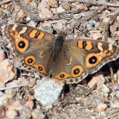 Junonia villida (Meadow Argus) at Albury - 5 May 2024 by KylieWaldon