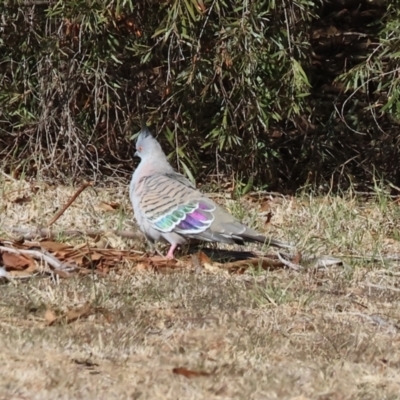 Ocyphaps lophotes (Crested Pigeon) at Albury - 5 May 2024 by KylieWaldon