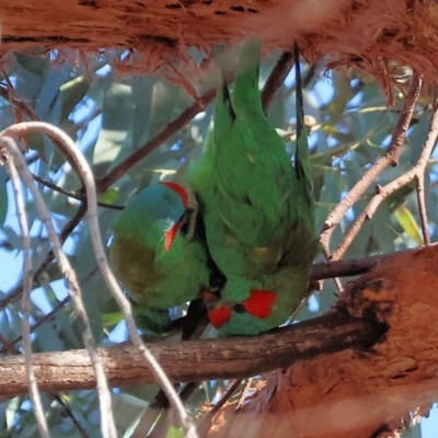 Glossopsitta concinna (Musk Lorikeet) at Charles Sturt University - 5 May 2024 by KylieWaldon