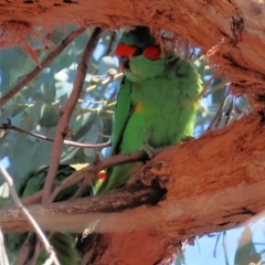 Glossopsitta concinna (Musk Lorikeet) at Charles Sturt University - 5 May 2024 by KylieWaldon