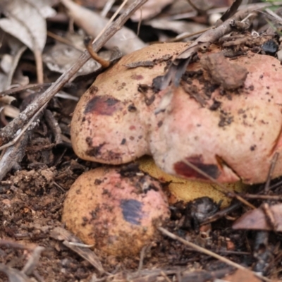 Bolete sp. (Bolete sp.) at Hughes, ACT - 5 May 2024 by LisaH