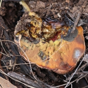 Bolete sp. at Red Hill to Yarralumla Creek - 5 May 2024 02:50 PM