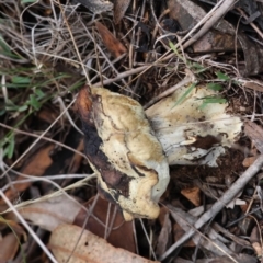 Bolete sp. at Red Hill to Yarralumla Creek - 5 May 2024