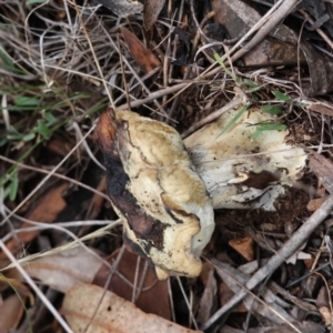 Bolete sp. at Red Hill to Yarralumla Creek - 5 May 2024 02:50 PM