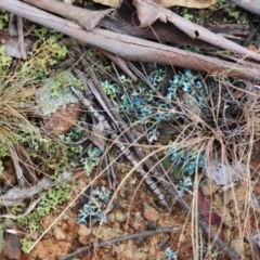 Unverified Lichen - 1 Jan 1900 by LisaH