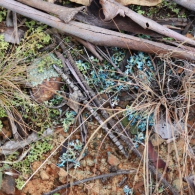 Unidentified Lichen at Red Hill to Yarralumla Creek - 5 May 2024 by LisaH