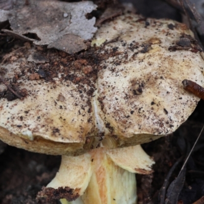 Boletus sp. at Hughes Grassy Woodland - 5 May 2024 by LisaH