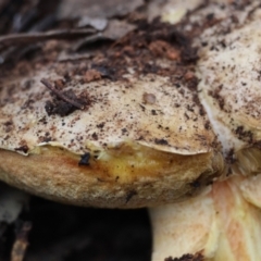 Boletus sp. at Red Hill to Yarralumla Creek - 5 May 2024 02:44 PM