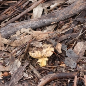 Boletus sp. at Red Hill to Yarralumla Creek - 5 May 2024 02:44 PM