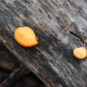 Trametes coccinea at Hughes Grassy Woodland - 5 May 2024