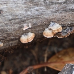 Xylobolus illudens (Purplish Stereum) at Red Hill to Yarralumla Creek - 9 May 2024 by LisaH