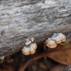 Xylobolus illudens at Hughes Grassy Woodland - 9 May 2024 05:30 PM