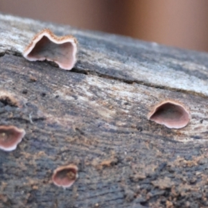 Xylobolus illudens at Hughes Grassy Woodland - 9 May 2024 05:30 PM