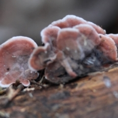 Xylobolus illudens at Hughes Grassy Woodland - 9 May 2024 05:30 PM