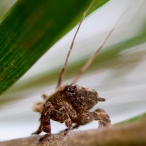 Fulgoroidea sp. (superfamily) at Hughes Grassy Woodland - 5 May 2024