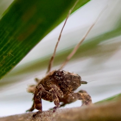 Fulgoroidea sp. (superfamily) (Unidentified fulgoroid planthopper) at Hughes Grassy Woodland - 5 May 2024 by LisaH