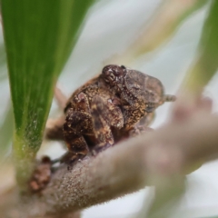 Fulgoroidea sp. (superfamily) at Hughes Grassy Woodland - 5 May 2024