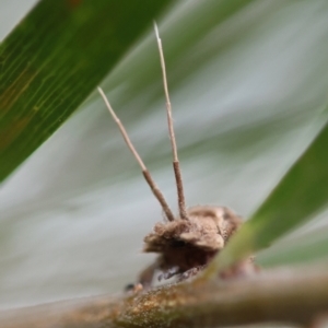 Fulgoroidea sp. (superfamily) at Hughes Grassy Woodland - 5 May 2024