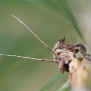 Fulgoroidea sp. (superfamily) at Hughes Grassy Woodland - 5 May 2024