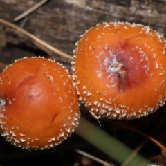 Leratiomyces ceres (Red Woodchip Fungus) at Namadgi National Park - 28 Apr 2024 by TimL