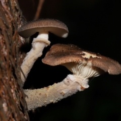 Armillaria sp. (A honey fungus) at ANBG - 5 May 2024 by TimL