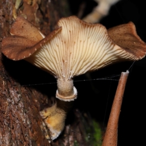 Armillaria sp. at ANBG - 5 May 2024 01:48 PM