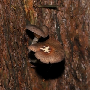 Armillaria sp. at ANBG - 5 May 2024 01:48 PM