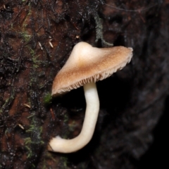 Unidentified Cap on a stem; gills below cap [mushrooms or mushroom-like] at ANBG - 5 May 2024 by TimL