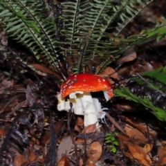 Amanita muscaria (Fly Agaric) at ANBG - 5 May 2024 by TimL