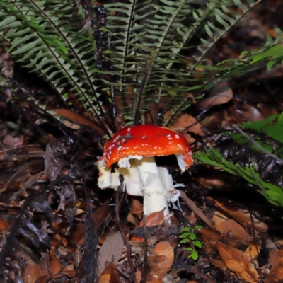 Amanita muscaria (Fly Agaric) at Acton, ACT - 5 May 2024 by TimL