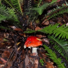 Amanita muscaria at ANBG - 5 May 2024