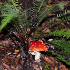 Amanita muscaria at ANBG - 5 May 2024