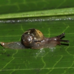 Mysticarion sp. (genus) (a land snail) at ANBG - 5 May 2024 by TimL