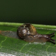 Mysticarion sp. (genus) at ANBG - 5 May 2024