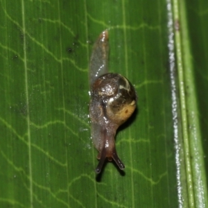 Mysticarion sp. (genus) at ANBG - 5 May 2024