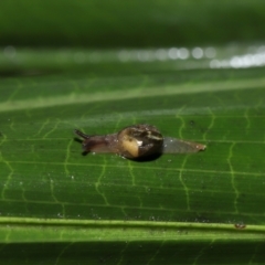 Mysticarion sp. (genus) at ANBG - 5 May 2024