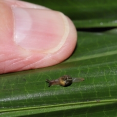 Mysticarion sp. (genus) at ANBG - 5 May 2024