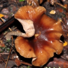 Armillaria sp. (A honey fungus) at Acton, ACT - 5 May 2024 by TimL