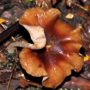 Armillaria sp. at ANBG - 5 May 2024