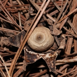 Geastrum sp. at National Arboretum Forests - 4 May 2024