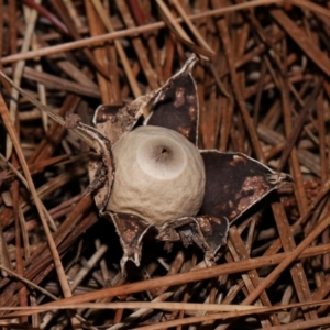 Geastrum sp. at National Arboretum Forests - 4 May 2024