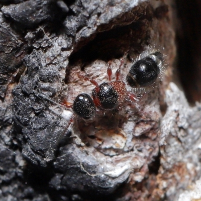 Mutillidae (family) (Unidentified Mutillid wasp or velvet ant) at Namadgi National Park - 28 Apr 2024 by TimL