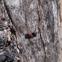 Mutillidae (family) at Namadgi National Park - 28 Apr 2024 12:52 PM