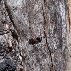 Mutillidae (family) at Namadgi National Park - 28 Apr 2024 12:52 PM