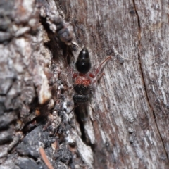 Mutillidae (family) at Namadgi National Park - 28 Apr 2024 12:52 PM